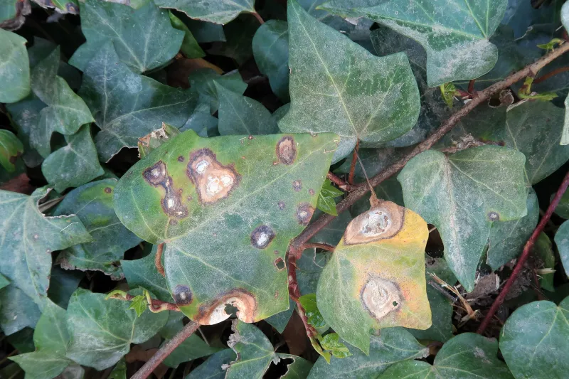 Boeremia hedericola 1 - IMG_5701